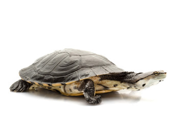 Argentine sideneck turtle
