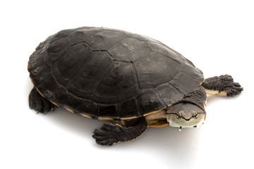 Argentine sideneck turtle