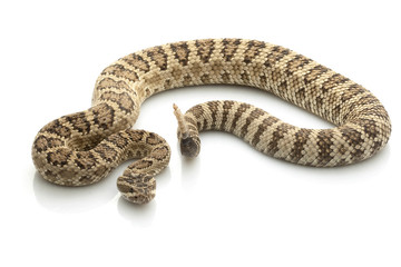 Great Basin Rattlesnake