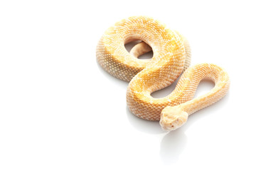 Albino Western Diamondback Rattlesnake