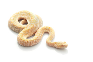 Albino Western Diamondback Rattlesnake
