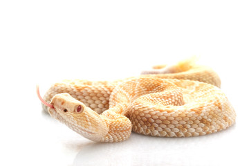 Obraz premium Albino Western Diamondback Rattlesnake