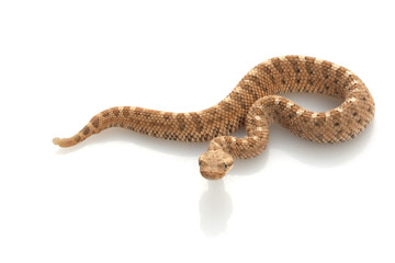 Sidewinder