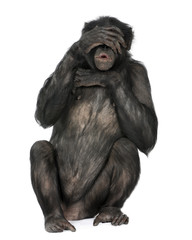 see no evil monkey