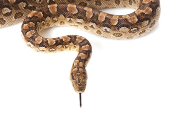 Argentine rainbow boa