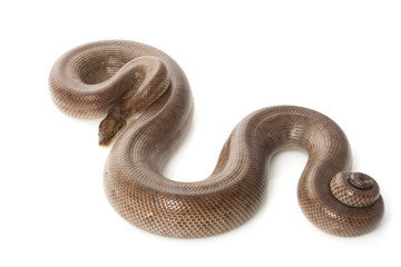 Fototapeta premium Colombian rainbow boa