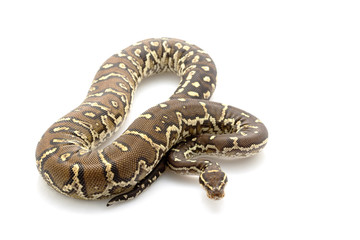 Angolan python