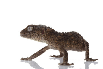 Prickly Rough Knob-tailed Gecko