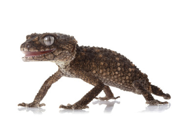 Prickly Rough Knob-tailed Gecko