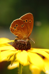 Obraz premium Butterfly