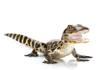 Fototapeta premium American alligator