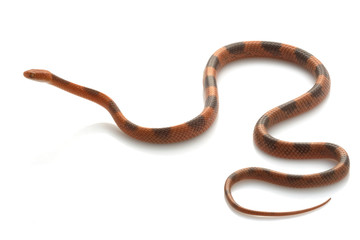 Banded Cat-eyed Snake
