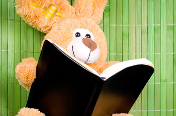 Reading Bunny