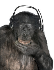 Fototapeta premium Monkey listening music closed eyes