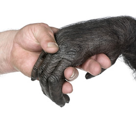 Naklejka premium Human and monkey joining hands