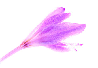 crocus flowers on different stage of life