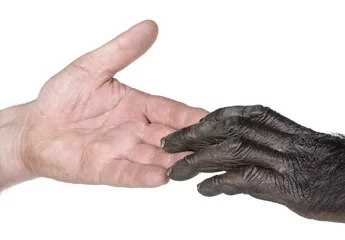 Photo sur Plexiglas Singe L& 39 homme et le singe joignent les mains