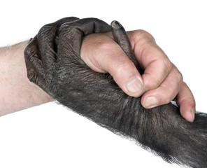 Naklejka premium handshake between Human hand and monkey hand