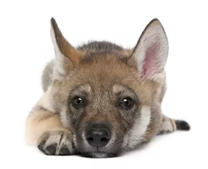 Tableaux ronds sur plexiglas Loup Young European wolf - Canis lupus lupus