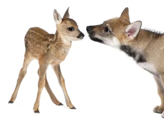 Papier Peint photo Lavable Loup interaction entre le chevreuil faon et le loup eurasien