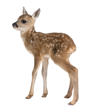 roe deer Fawn - Capreolus capreolus (15 days old)