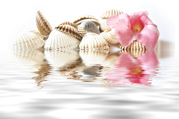 shells and pink flower reflected in the water