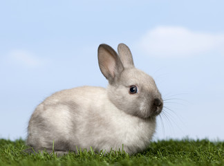 Grey Rabbit on grass against blue sky