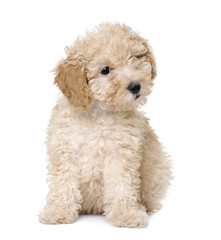 dog : apricot toy Poodle puppy (10 weeks old)