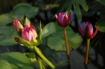 lotus flower