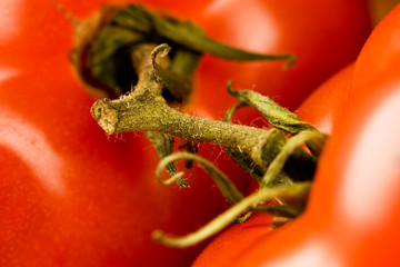 tomatenstengel makro