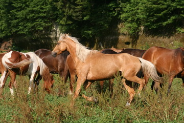 Obraz premium Le chef c'est moi !