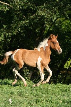 Poulain pie au galop 2