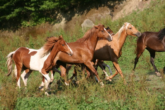 Les 3 mousquetaires