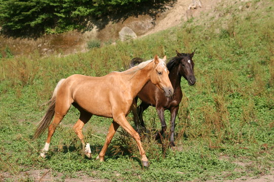 Palomino au petit trot