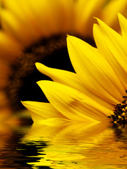 Obraz premium Sunflower macro
