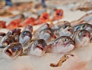sea bass fishes  at market for sale
