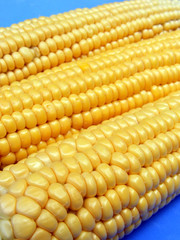 Corn on blue backgound - close up