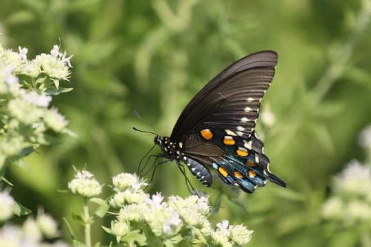 Black Tiger Swallowtail