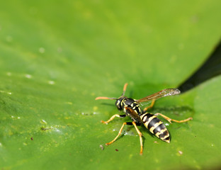wasp