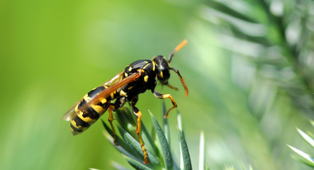 wasp