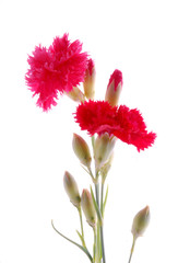 red carnation flowers