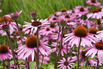 Field of Coneflowers