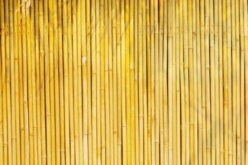 Golden bamboo Background