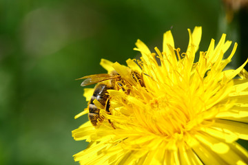 bee