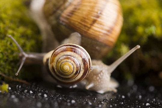 Snail - a slow animal that is covered by a shell