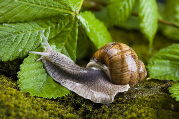 Snails