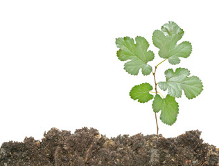 Tree shoot in earth