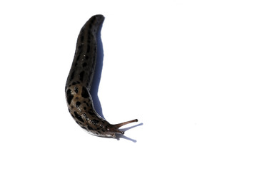 deroceras reticulatum