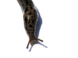 deroceras reticulatum