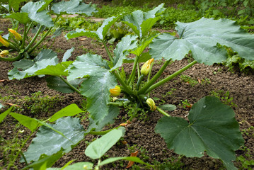 plant de courgette dans un potager